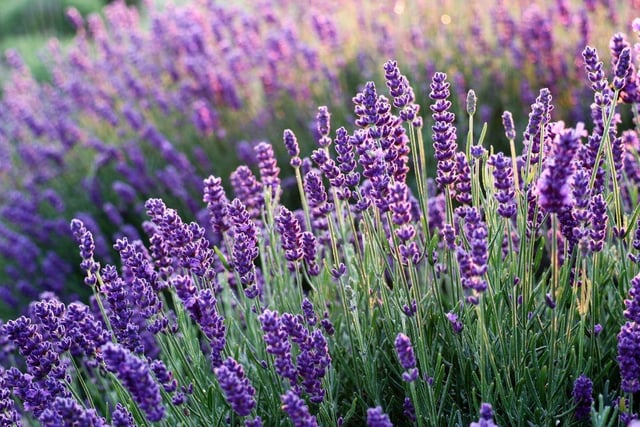 A favourite of bees, lavender grows to a wide clump of about 60 cm tall. They thrive in dry soil - just be cautious not to overwater them because they don’t like having what is called ‘their feet in water’. In early spring, simply trim the ends of all of the stems to keep your lavender healthy.