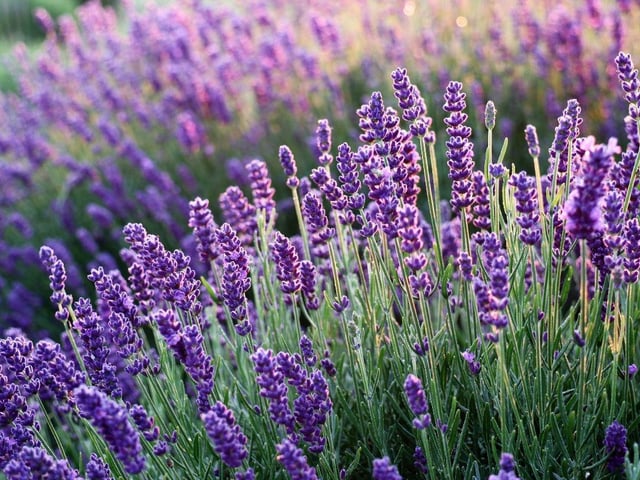A favourite of bees, lavender grows to a wide clump of about 60 cm tall. They thrive in dry soil - just be cautious not to overwater them because they don’t like having what is called ‘their feet in water’. In early spring, simply trim the ends of all of the stems to keep your lavender healthy.