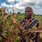 Malawian farmer Joseph Kamanga walks through a maize field destroyed by dry spells at Lunzu in Blantyre, southern Malawi (Picture: Amos Gumulira/AFP via Getty Images)