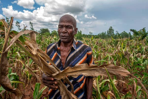 Malawian farmer Joseph Kamanga walks through a maize field destroyed by dry spells at Lunzu in Blantyre, southern Malawi (Picture: Amos Gumulira/AFP via Getty Images)