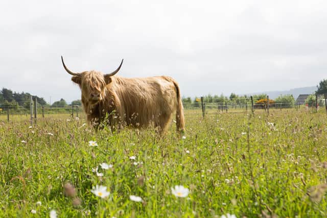 The NTS has deployed Highland cows as conservation grazers to help preserve the moorland at Culloden battlefield as it would have looked when the Jacobites fought there in 1746. Picture: Alison Gilbert