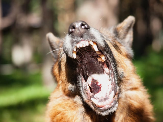 Aggression isn't always a bad thing in a dog - the German Shepherd's temperament means that it excels as a forces dog, police dog and guard dog. While it's not a dog to get on the wrong side of, if the aggression is channelled in the right way it can be a great pet that is sure to protect its beloved family.