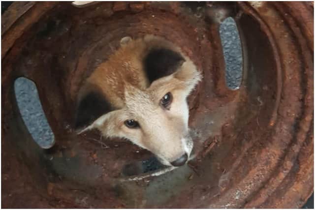 The fox cub was spotted looking very confused by the circumstances it found itself in