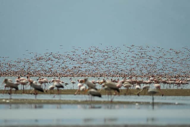 In August 2004, 15,000 flamingos died on a lake in Tanzania after consuming toxins produced by algal blooms (Picture: Tony Karumba/AFP via Getty Images)