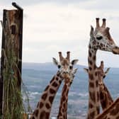 Gilbert and his chums enjoying the view from their new enclosure