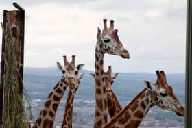 Gilbert and his chums enjoying the view from their new enclosure