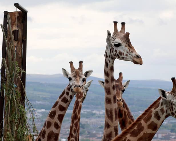 Gilbert and his chums enjoying the view from their new enclosure