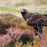 The golden eagle, considered Scotland's national bird, is among the birds of prey which have been victims of illegal persecution – sparking calls for regulation of grouse moor businesses, which have been linked to deaths and ‘suspicious’ disappearances. Picture: Shutterstock