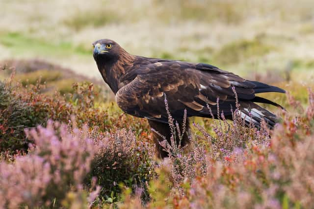 The golden eagle, considered Scotland's national bird, is among the birds of prey which have been victims of illegal persecution – sparking calls for regulation of grouse moor businesses, which have been linked to deaths and ‘suspicious’ disappearances. Picture: Shutterstock