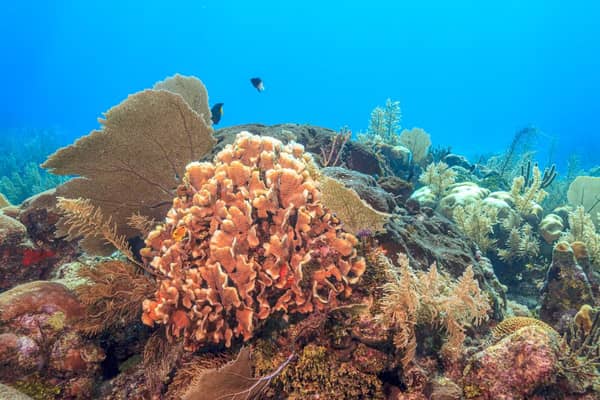 Around 50% of the world's coral reefs have been depleted.