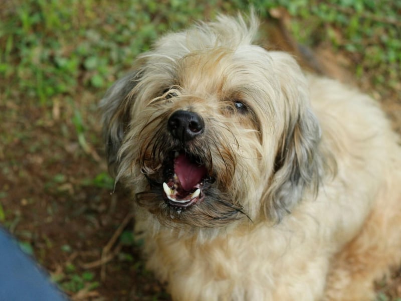 On pavements, keep your dog 'building side' - walking them away from the curb.