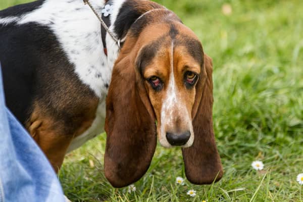 How much do you know about the adorable Basset Hound?
