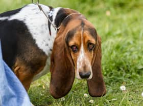 How much do you know about the adorable Basset Hound?