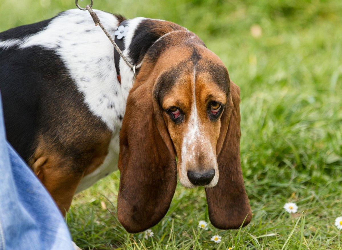 are basset hounds mean