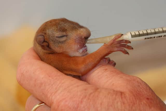 Polly Pullar is looking after a tiny red squirrel kit (Picture: Polly Pullar)