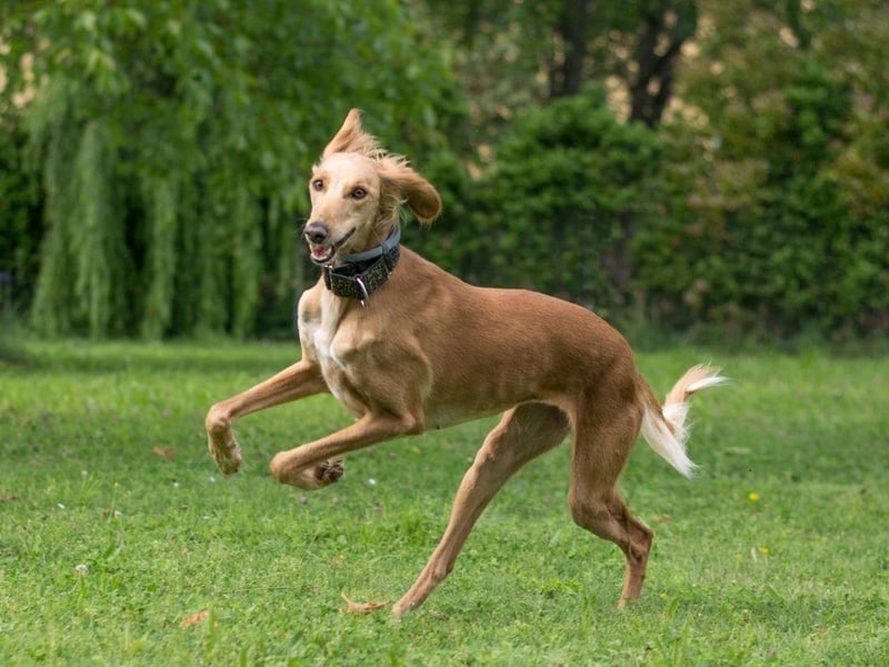 One of the most ancient breeds of dog, the Saluki is thought to date back to ancient Egypt. With a top speed of 42mph they are the second fastest dog breed.