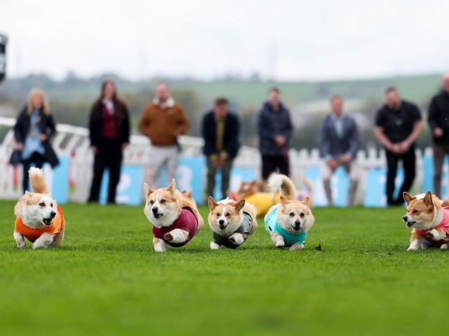 Corgis take part in the Corgi Derby at Musselburgh Race Course
