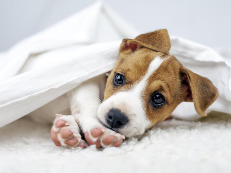 One of the most popular breeds of small dog, the Jack Russell is a lively and fun pet. They have a real independent streak though, which often manifests in them refusing to respond to comands - preferring to do what they like.