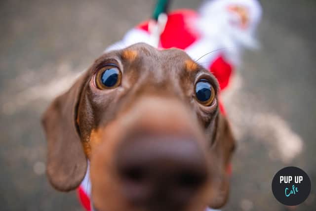 Santa riding a sausage, do you need much more?