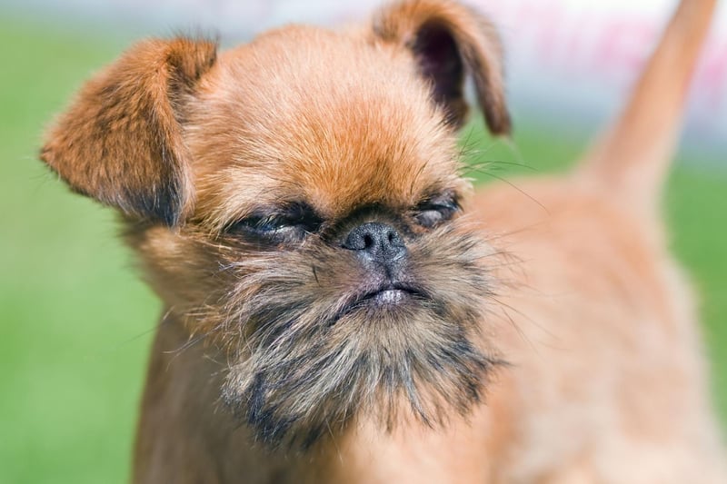 Regularly check your Brussels Griffon's feet, tummy, skin folds and ears for early signs of skin allergies so you can get swift treatment and stop it from getting any worse.