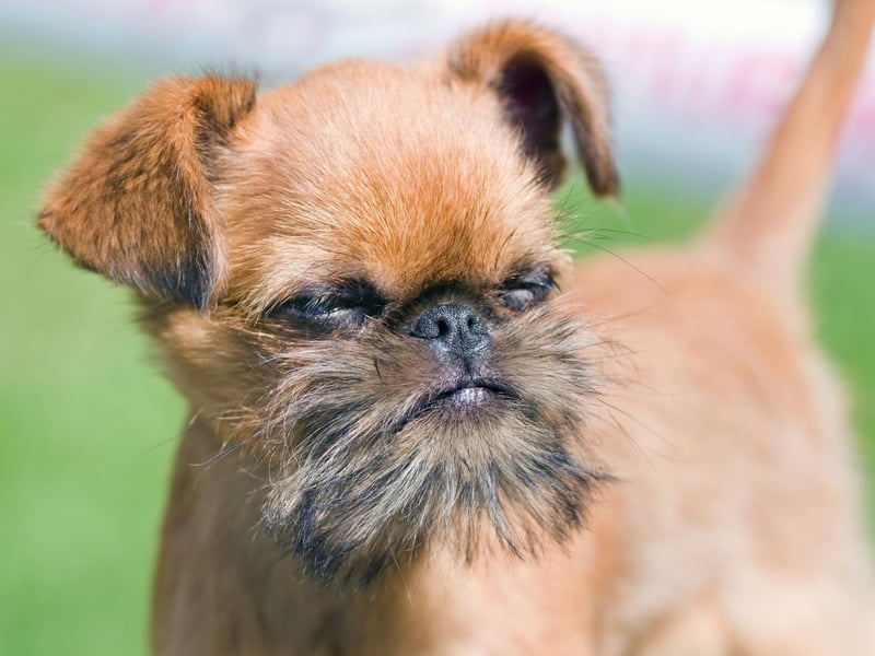 Regularly check your Brussels Griffon's feet, tummy, skin folds and ears for early signs of skin allergies so you can get swift treatment and stop it from getting any worse.