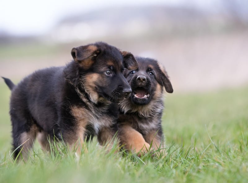 German Shepherds rank within the three most intelligent dog breeds. To be included in this top tier of canine bright sparks a breed must understand a new command after only five repetitions and follow the first command given to them 95 percent of the time.