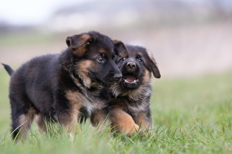 German Shepherds rank within the three most intelligent dog breeds. To be included in this top tier of canine bright sparks a breed must understand a new command after only five repetitions and follow the first command given to them 95 percent of the time.