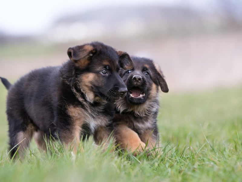 German Shepherds rank within the three most intelligent dog breeds. To be included in this top tier of canine bright sparks a breed must understand a new command after only five repetitions and follow the first command given to them 95 percent of the time.
