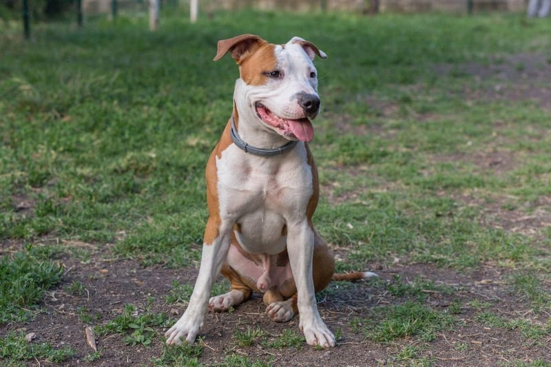 No longer recognised by the UK Kennel Club after they were banned under the Dangerous Dogs Act, the Put Bull is still a popular pet in the USA. The main issue with this type of dog is not only that they are slightly more likely to deliver a bite than other breeds, but that their bite is so powerful that it can do severe damage - leading to several fatalities each year.