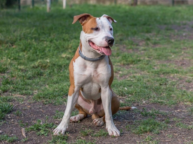 No longer recognised by the UK Kennel Club after they were banned under the Dangerous Dogs Act, the Put Bull is still a popular pet in the USA. The main issue with this type of dog is not only that they are slightly more likely to deliver a bite than other breeds, but that their bite is so powerful that it can do severe damage - leading to several fatalities each year.