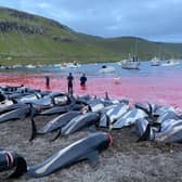 Faroe Islands: A debate over tradition has been sparked after 1,428 dolphins were slaughtered on the Faroe Islands