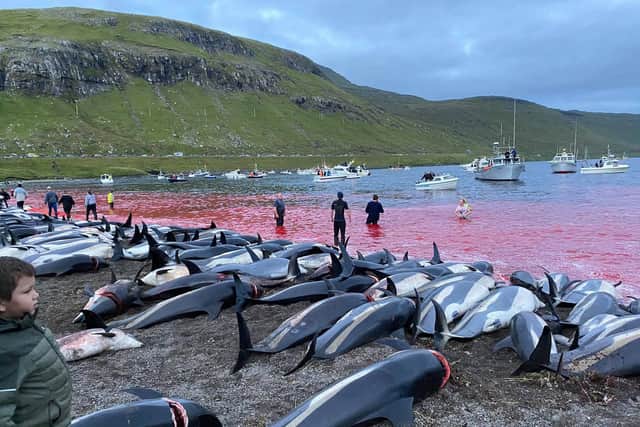 Faroe Islands: A debate over tradition has been sparked after 1,428 dolphins were slaughtered on the Faroe Islands