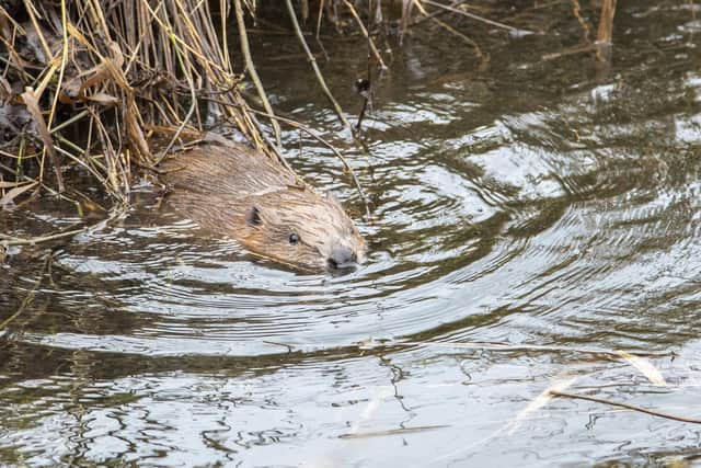 One of the youngsters plucks up the courage to take the plunge. Picture: Joshua Glavin/Beaver Trust