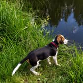 There has been a hold-up in vaccination doses for pets, such as this Beagle puppy, across the UK