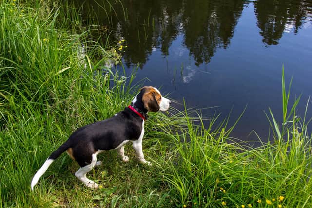 There has been a hold-up in vaccination doses for pets, such as this Beagle puppy, across the UK