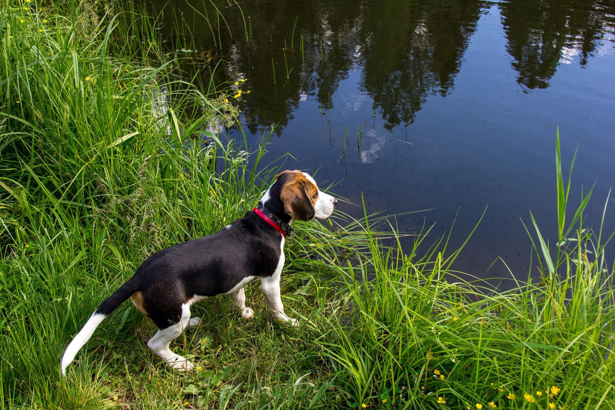 ‘National shortage’ of animal vaccines delay dogs and cats being jabbed in UK