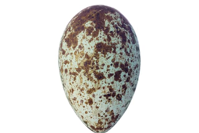 Hooded crow egg, by Colin Prior