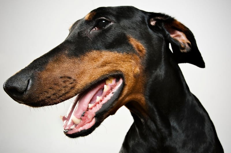 Dobermann's, also known as Doberman Pinschers, complete the top five of most obedient dogs. They make great guard dogs and are incredibly loyal.