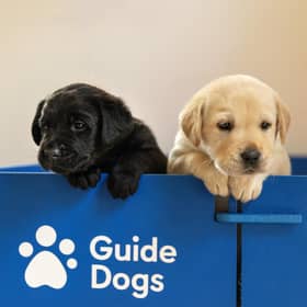 You can support a guide dog right through its training and working life