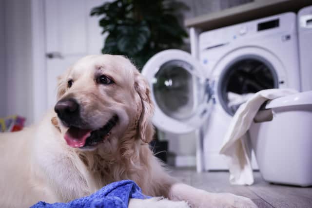 Indesit dog with his washing machine