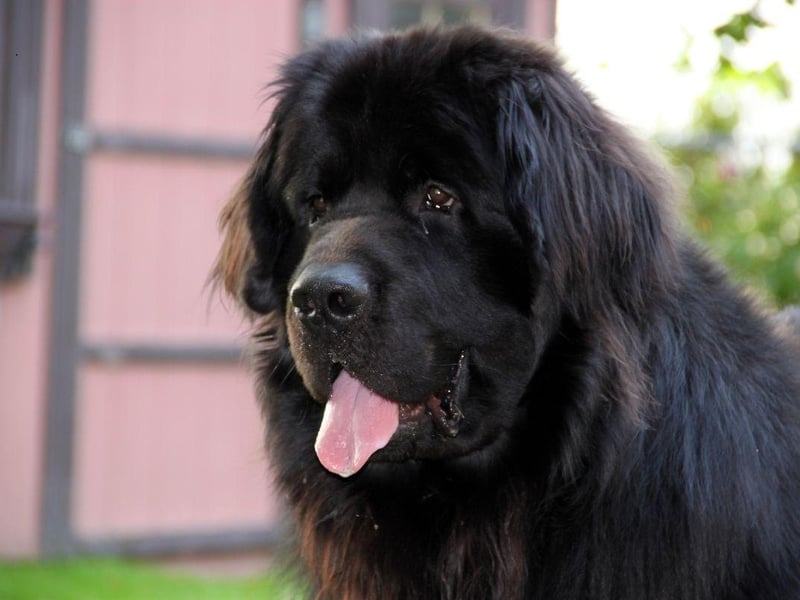 With a gentle and easy-going demeanor, the huge and cuddly Newfoundland is a calming breed that can bring comfort in any number of stressful situations.
