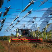 Solar panels, like these hanging over a field of soybeans in France, are a cheap and green way to produce energy (Picture: Patrick Hertzog/AFP via Getty Images)