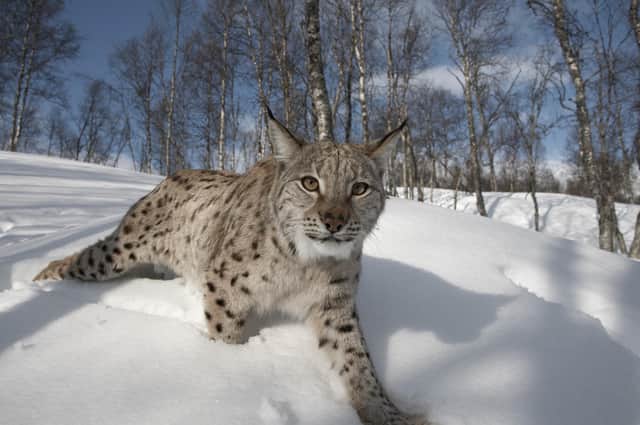 An adult female European Lynx in a birch forest in Bardu, Norway (Picture: Peter Cairns/scotlandbigpicture.com/PA Wire)