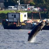 A northern bottlenose whale leaps from the waters of Gare Loch near the Faslane naval base (Picture: Jeff J Mitchell/Getty Images)