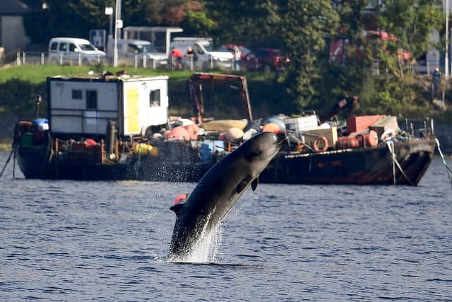 A northern bottlenose whale leaps from the waters of Gare Loch near the Faslane naval base (Picture: Jeff J Mitchell/Getty Images)