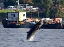 A northern bottlenose whale leaps from the waters of Gare Loch near the Faslane naval base (Picture: Jeff J Mitchell/Getty Images)