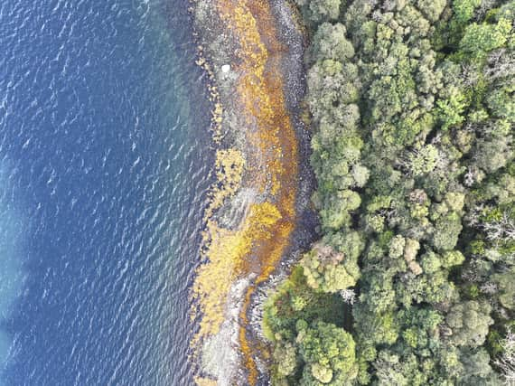 Glencripesdale Nature Reserve along the shores of Loch Sunart, Ardnamurchan Peninsula. Picture: Stephen Magee/RSPB Images