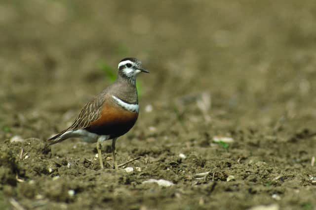 Dotterel by Chris Gomersall