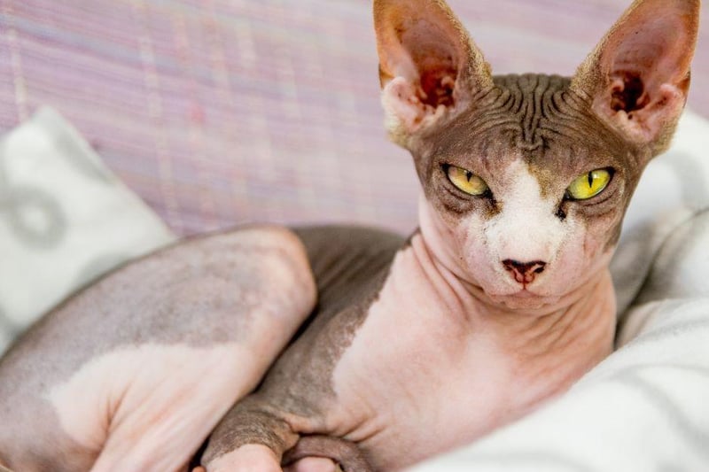 The Sphynx cat breed has been referred to as the most friendly breed of all in many quarters. It can be similar to a dog in its affection it shows to their owners, however, they can't be left along for long periods of time due to this.