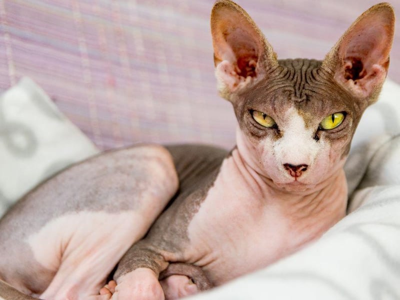 The Sphynx cat breed has been referred to as the most friendly breed of all in many quarters. It can be similar to a dog in its affection it shows to their owners, however, they can't be left along for long periods of time due to this.
